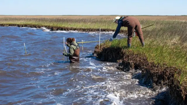 在没有牡蛎礁的地方，海水变得波涛汹涌，侵蚀沼泽的速度是原来的两倍