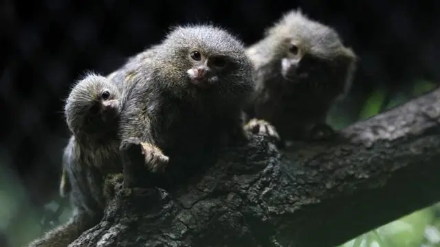 मर्मोसेट