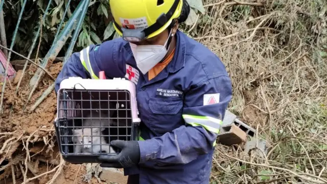 Gato sendo resgatado em Petrópolis