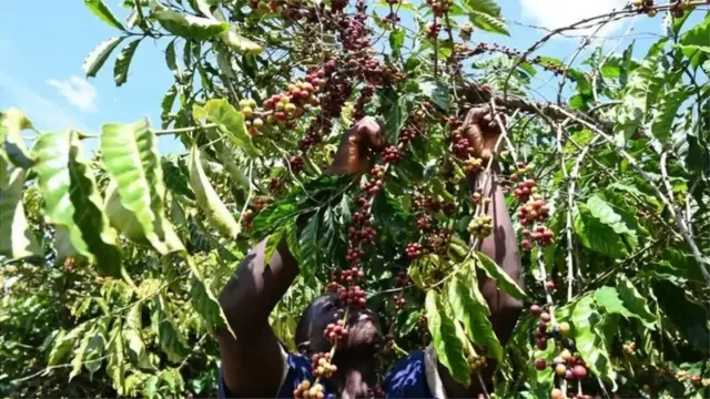 Nama buna bu'aa jiru