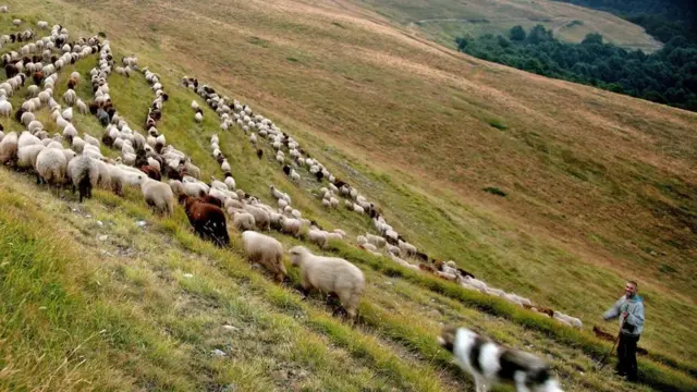 Pastor con ovejas en las montañas de Bulgaria Foto: Evo Danchev Getty Images