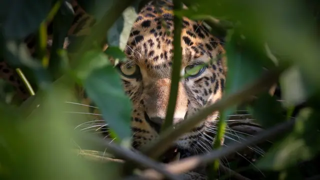 চিতাবাঘ