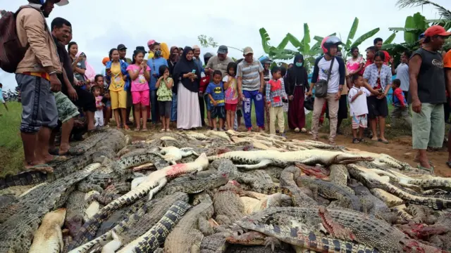 Warga melihat ratusan bangkai buaya (Crocodylidae) usai dibantai warga setempat di Kabupaten Sorong, Papua Barat, Sabtu (14/7).