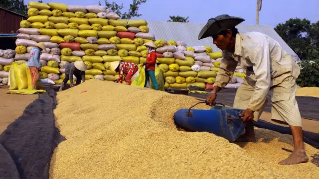 Nông dân thu gom thóc đóng bao để bán tại tỉnh Hậu Giang.