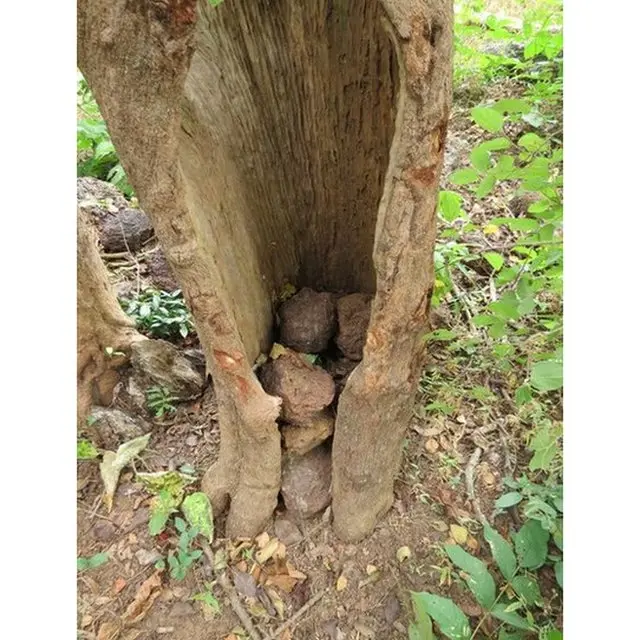 Stones piled under trees in Boe, Guinea Bissau