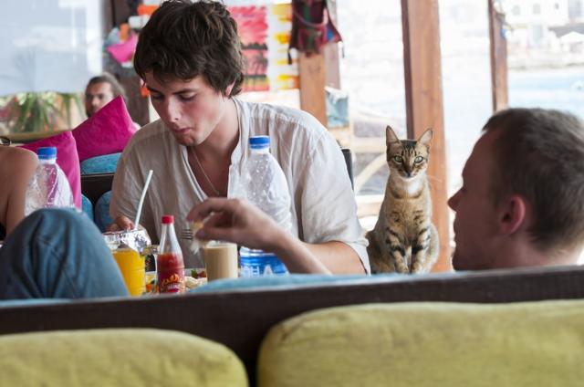 A cat sits on the table as young Western travellers eat breakfast in the resort town of Dahab, on the Gulf of Aqaba, Sinai, Egypt - May 28, 2010.