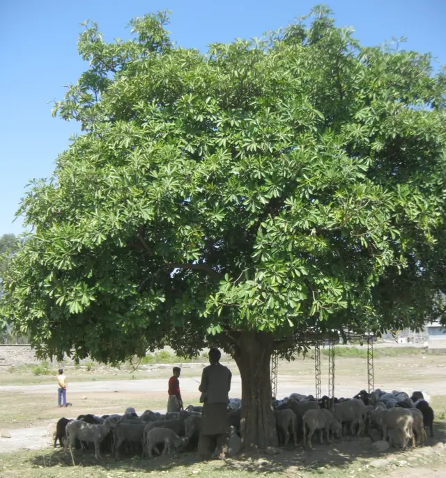 बक्करवाल, जम्मू-कश्मीर, कठुआ