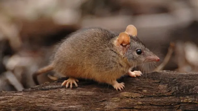 Un antechinus de cola negra
