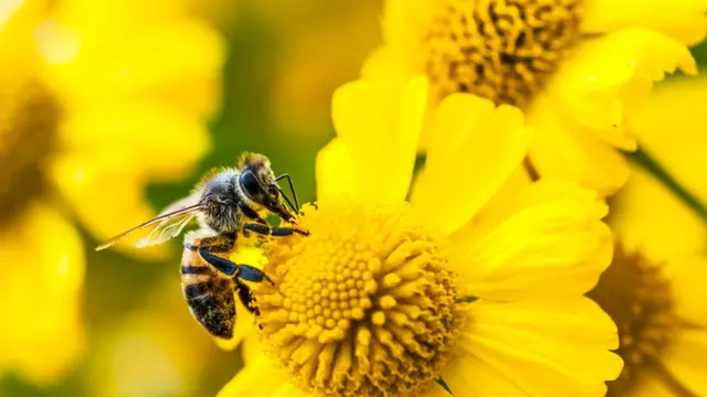 Abelhaos últimos resultados da quinacimaos últimos resultados da quinauma flor