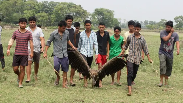 মৃত গরুর মাংস খেয়ে মারা গেছে অনেক শকুন