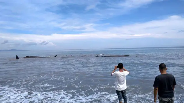 paus terdampar di Aceh