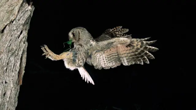 Североамериканская совка (Megascops asio)