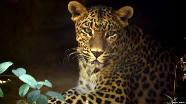 చెరకుతోటల్లో చిరుత పులులు