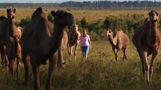 مزرعة "كيو كاميل" للإبل