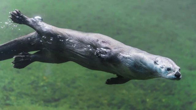 นากพุ่งตัวพร้อมกับหมุนตัวแบบควงสว่านไปด้วยขณะอยู่ใต้น้ำ