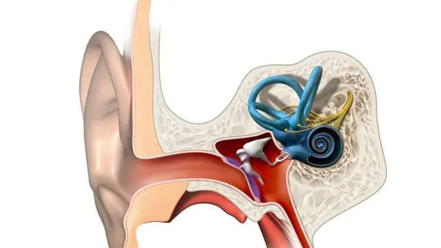 Кортієвий спіральний орган (завитка)