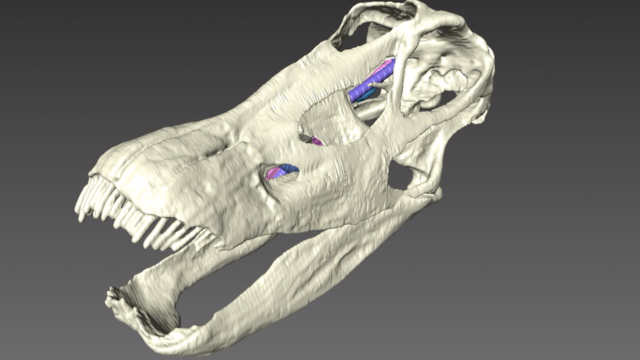 3D scan of diplodocus skull (c) Bristol University