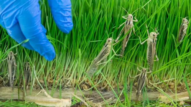 उत्तरी इसराइल में इनडोर केंद्र में टिड्डियों को तैयार करती है