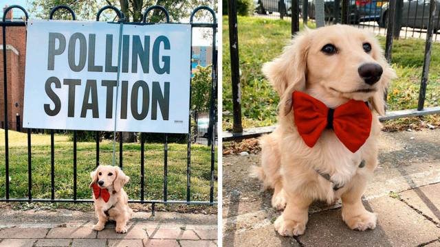 A sausage dog is seen wearing a red bow tie at a polling station in Hackney, London