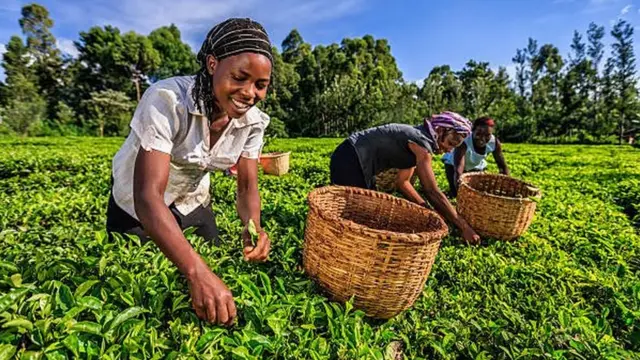 Biashara ya mauzo ya chai ya Kenya kwa Urusi inaingia shakani kutokana na vita ya Ukraine