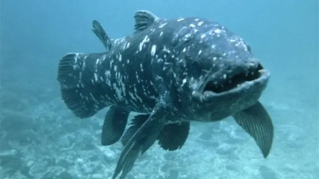 Coelacanth