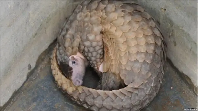 कोरोना वायरस