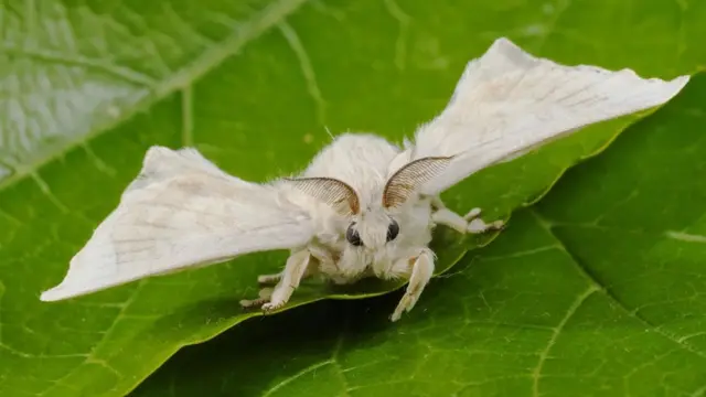 사육된 누에나방이 야생종보다 귀여운 모습을 갖기도 하지만, 이는 우연히 나온 사례다