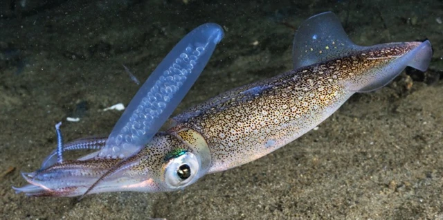 หมึกกล้วยตัวเมียที่อาศัยในน้ำตื้นใกล้ชายฝั่งกับถุงไข่ของมัน