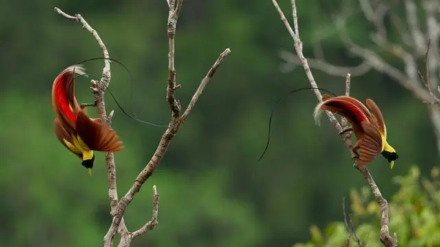 चिढ़िया