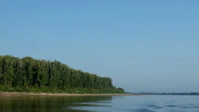 Леса на берегу Оби