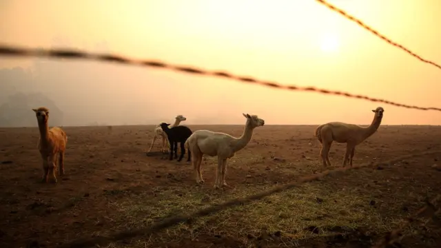این لاماها در میان دود و آسمان خاکستری منطقه سوناما نگران ایستاده‌اند
