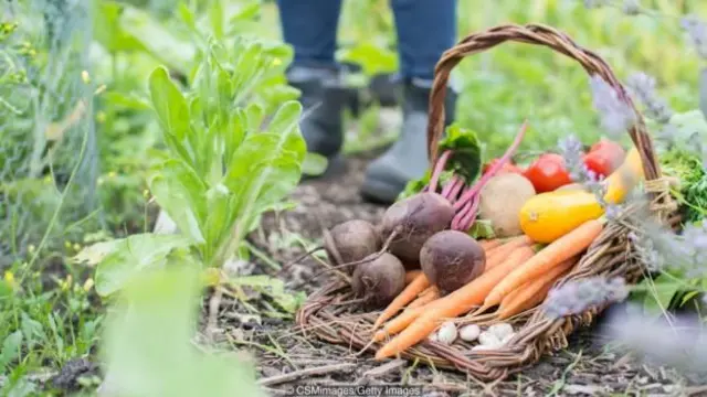 تشكل "حدائق النصر" أحد الأسباب التي ساعدت دول الحلفاء على الانتصار في الحربيْن العالميتيْن الأولى والثانية