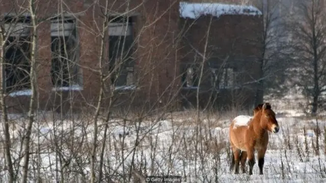 जंगली घोड़ा