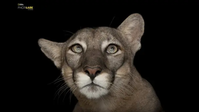El Arca de Joel el fotografo que quiere retratar a todos los animales de los zoologicos BBC News Mundo