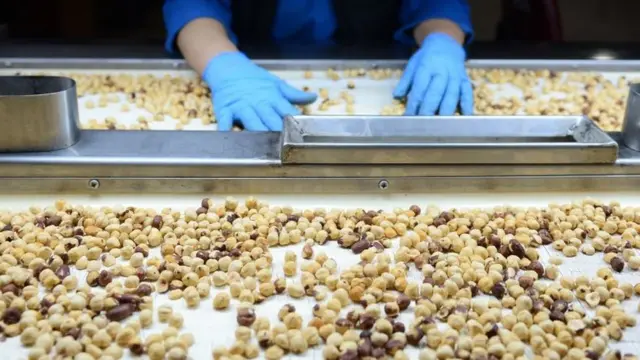 g'resun"da findik fabrikasi