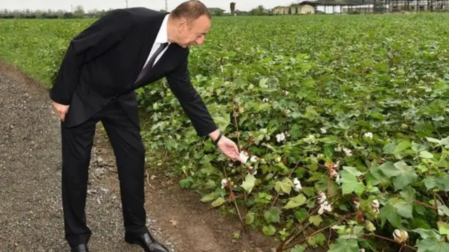 Президент Ильхам Алиев на хлопковых полях в Сабирабадском районе