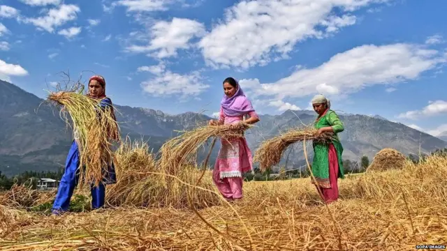 ਭਾਰਤੀ ਕਿਸਾਨ, ਪੰਜਾਬ, ਖੇਤੀਬਾੜੀ, ਬਜਟ