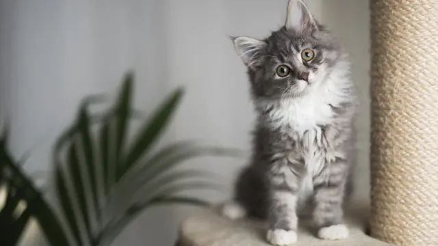 બિલાડીનું વર્તન