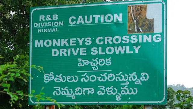 కోతుల బెడద
