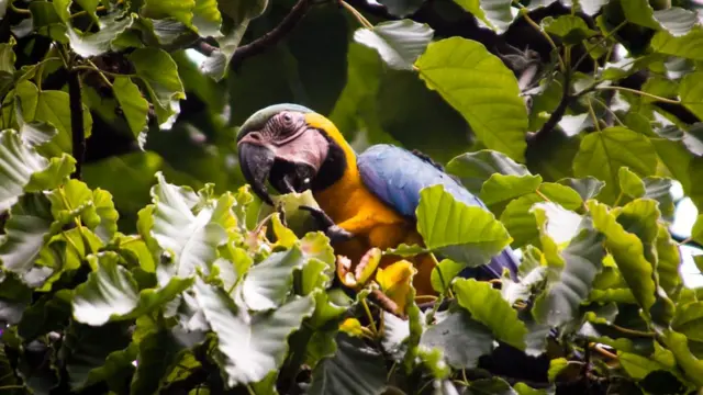 Guacamayas en Caracas.
