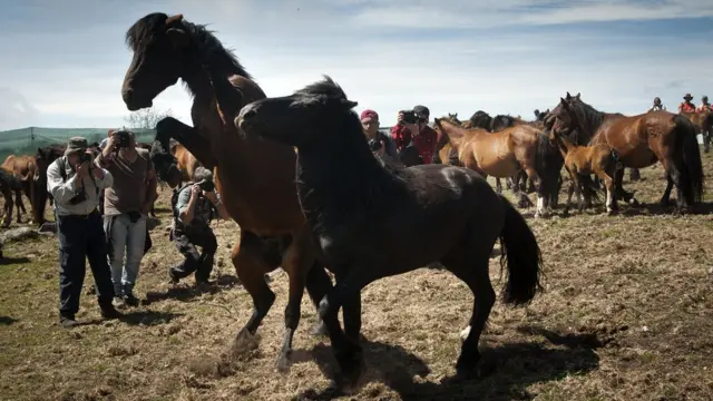 Fotógrafos toman imágenes de caballos salvajes en Saucedo, cerca de Santiago de Compostela, España.