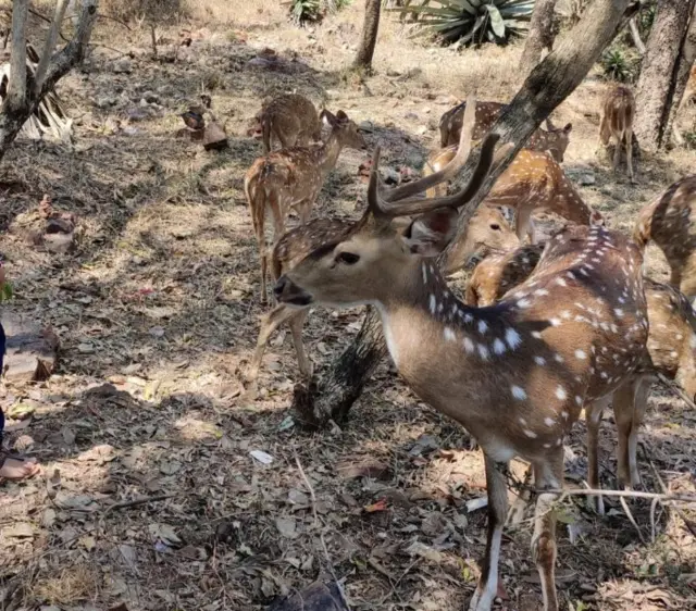 తిరుమల కొండల్లో వన్యప్రాణులు