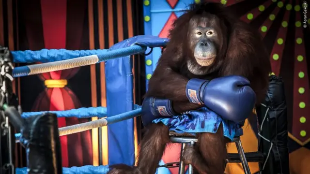 орангутанг