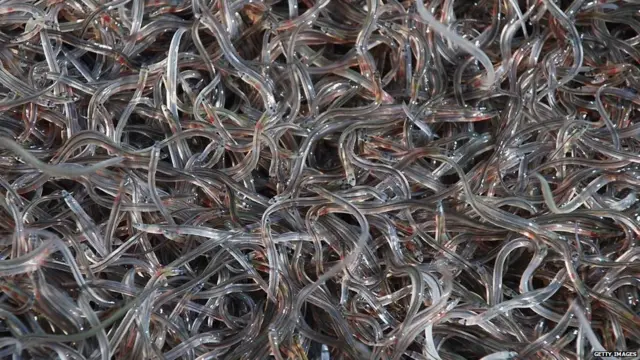 समूचे यूरोप में अधिकारियों ने पाया कि बेहद दुर्लभ हो चली ग्लास ईल की मांग अपराधियों के बीच काफी ज़्यादा है.