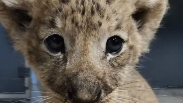 Simba
