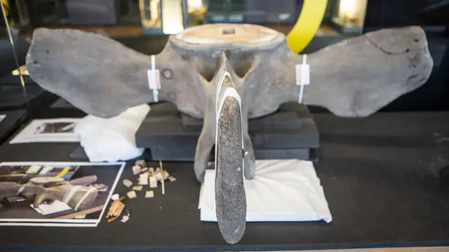 Позвоночник кита