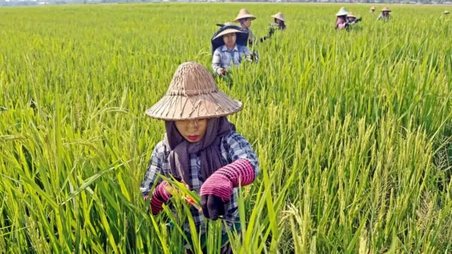 မူဆယ်ဝင် ထွက်ပေါက်ကို ပိတ်လိုက်တဲ့အတွက် လယ်ယာထွက်ကုန်တွေဖြစ်တဲ့ ဆန်၊ ပဲ၊ ပြောင်းတို့ကို မူဆယ်မြို့ အထက်နား ဝမ်တိန်ဂိတ်ကနေ တင်ပို့နေရပါတယ်။