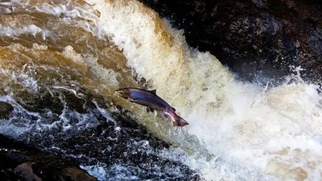 salmon fish travelling upstream