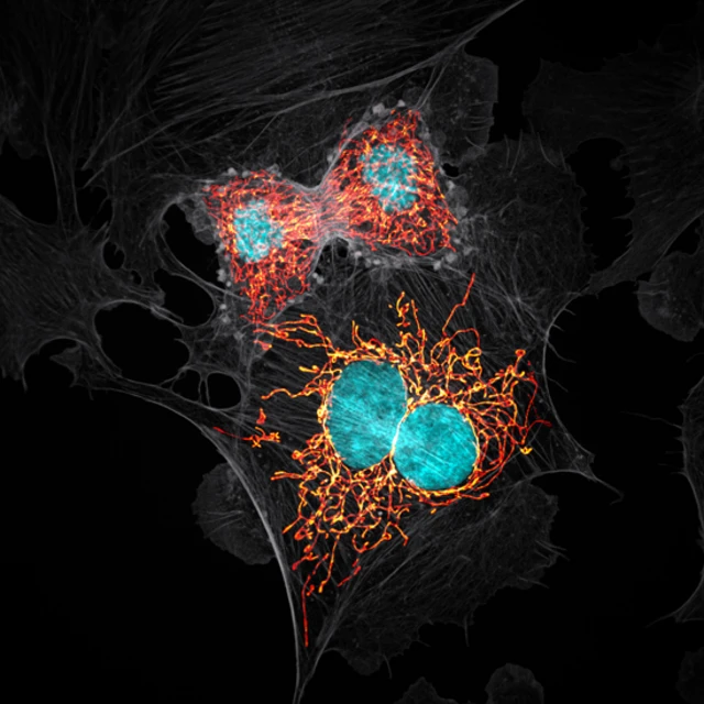 Células que se dividen
