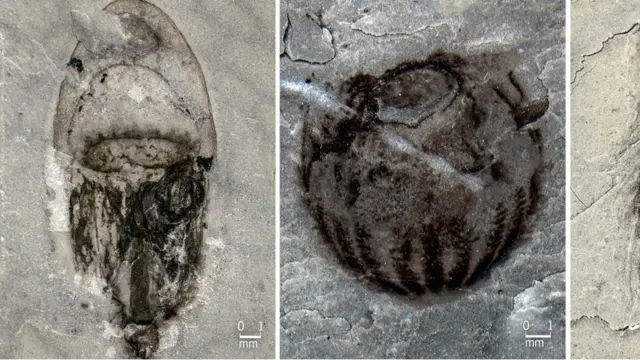 عروس دریایی از جمله در میان این فسیل ها پیدا شد